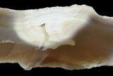 Agatized Fossil Coral Geode - Florida #97910-1
